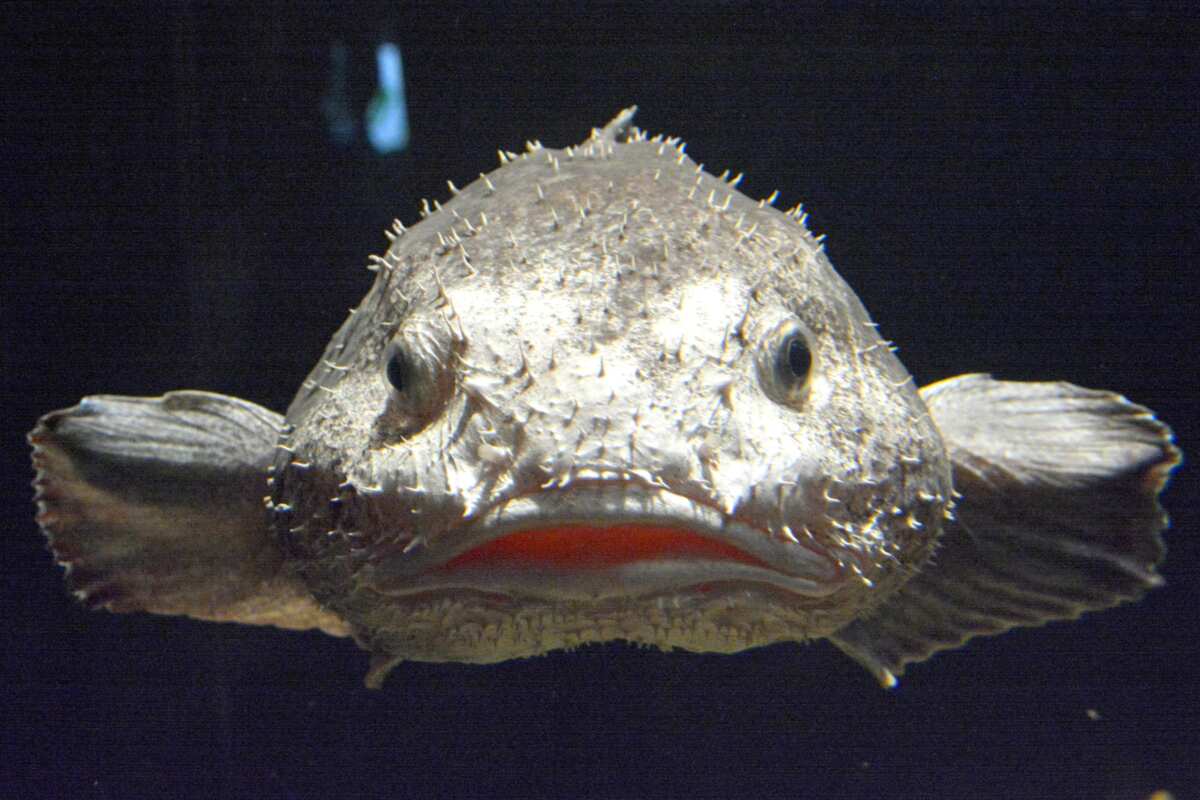 Top 10 ugly fish: the weirdest-looking sea creatures in the world Legit.ng