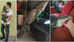 "Acts like a dog": Man with pet crocodile says he sleeps with his cuddle addicted reptile