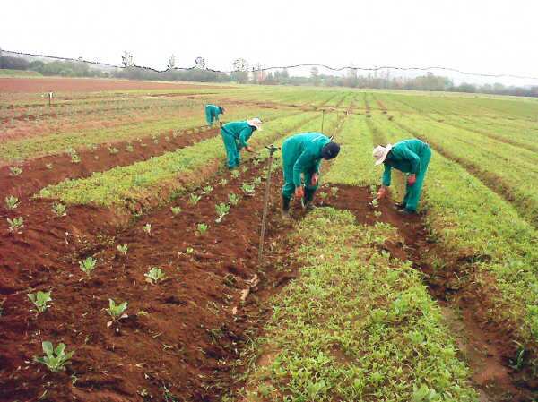 National cake, Anchor Borrowers Programme