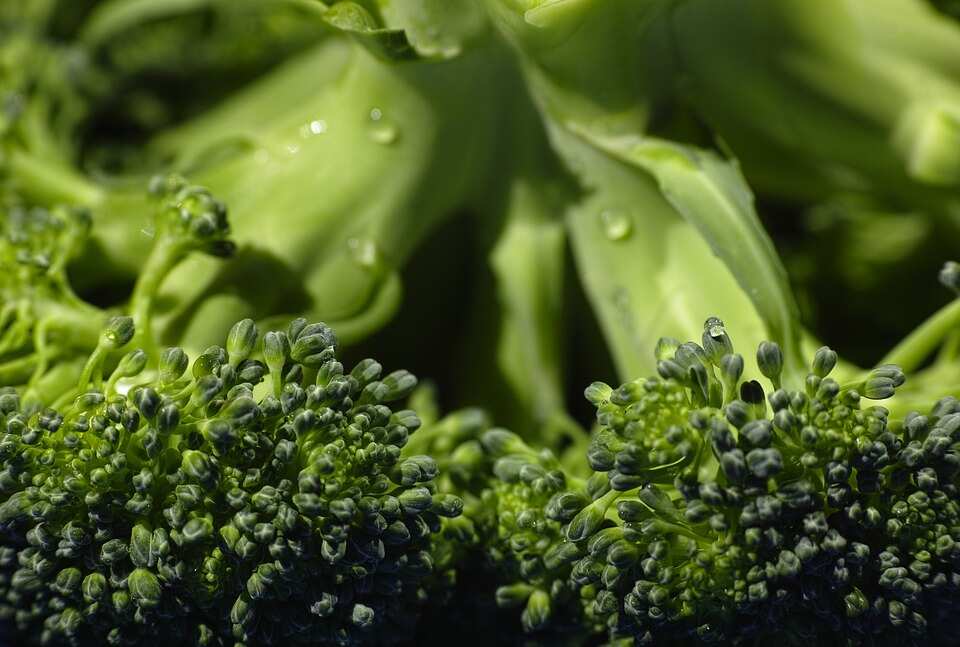 how to know when broccoli is bad