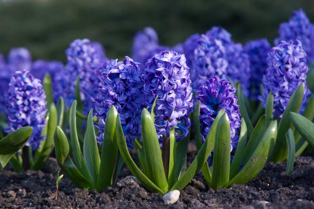 Hyacinth with violet petals
