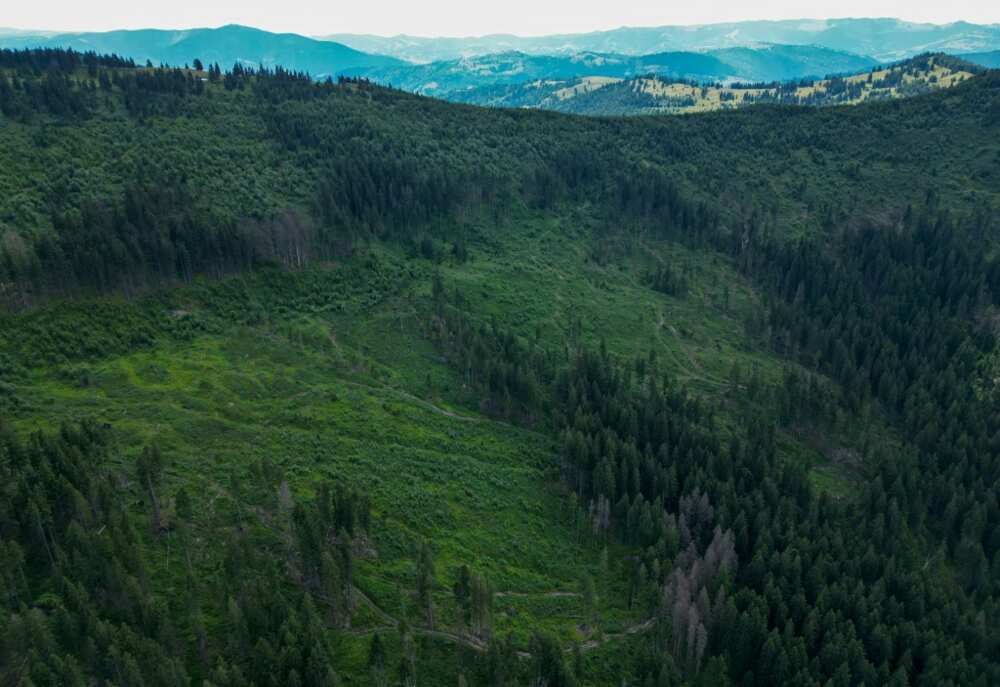 Logging has left gaps in the forest canopy of Romania's Carpathian mountains