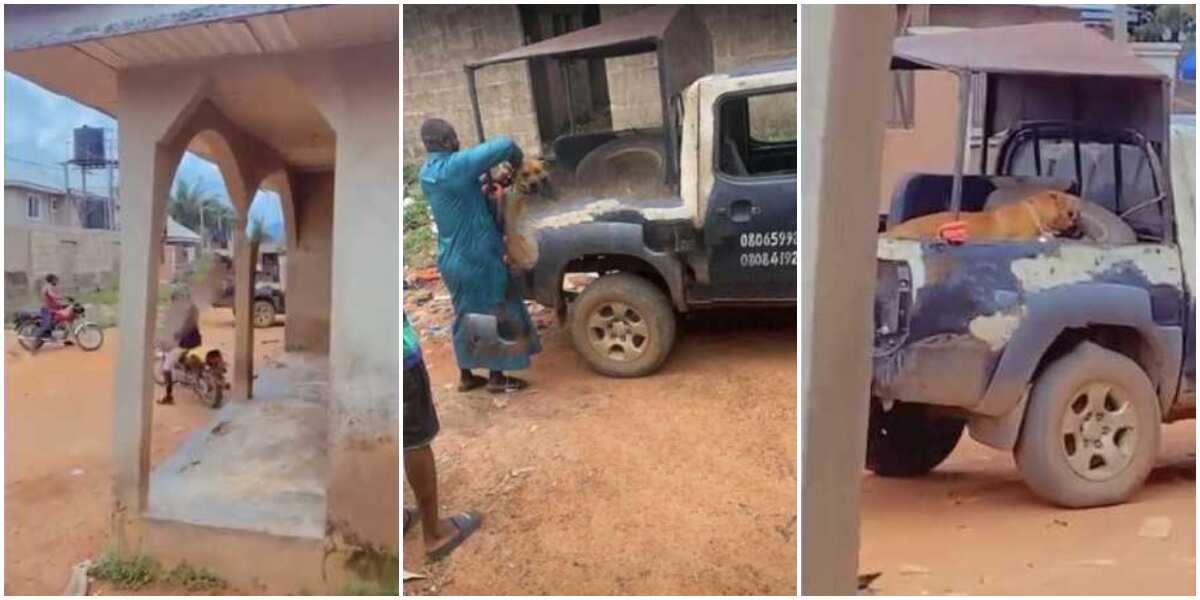 Nigerian police arrest dog for biting AAUA student's manhood, viral video from the incident sparks reactions