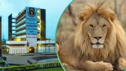 Another OAU staff injured by lion, NANTSU shares details