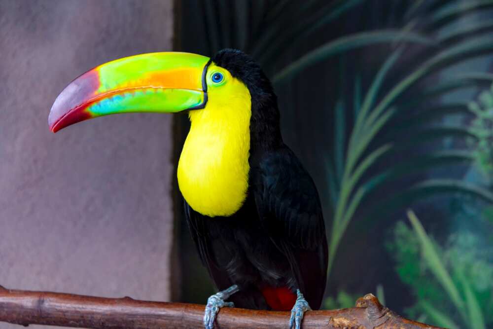 Prettiest birds in the world Prettiest birds in the world