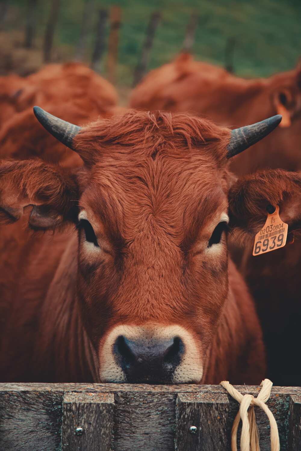 cow names cow names