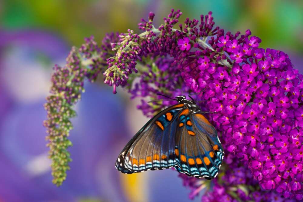 Red-spotted purple butterfly