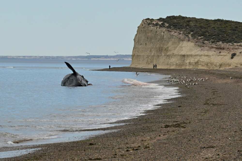At least 13 dead southern right whales have appeared on the coast of the Golfo Nuevo and Peninsula Valdez sanctuary, in Chile's northern Patagonia