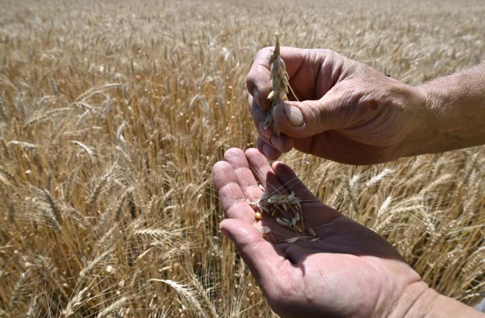 Farmer Sergiy Lioubarsky wonders how on earth he'll manage to harvest his crops Farmer Sergiy Lioubarsky wonders how on earth he'll manage to harvest his crops