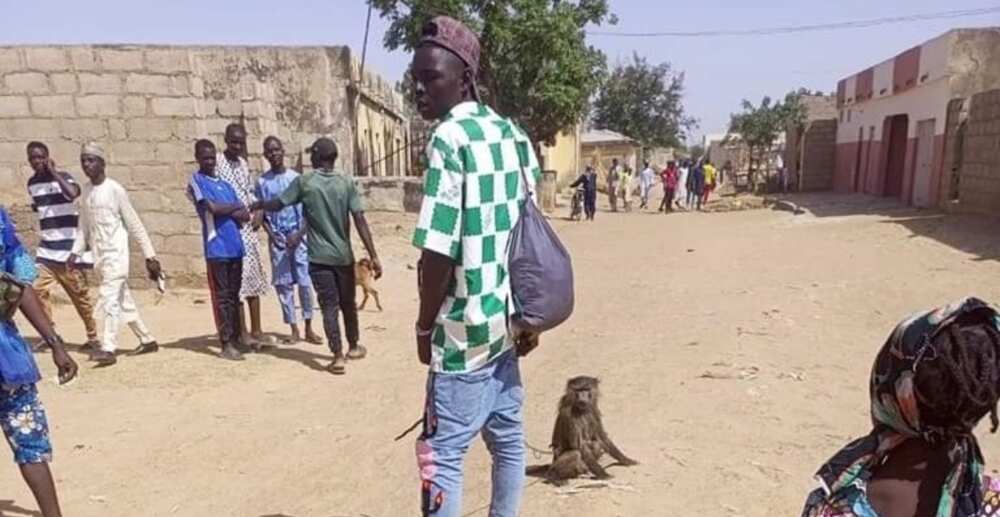 Monkey in Kano during election Monkey in Kano during election