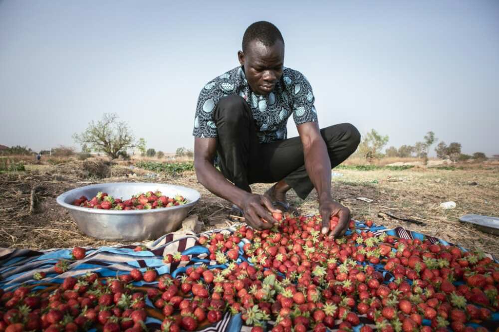Burkina strawberries are considered 'red gold' in the Sahel