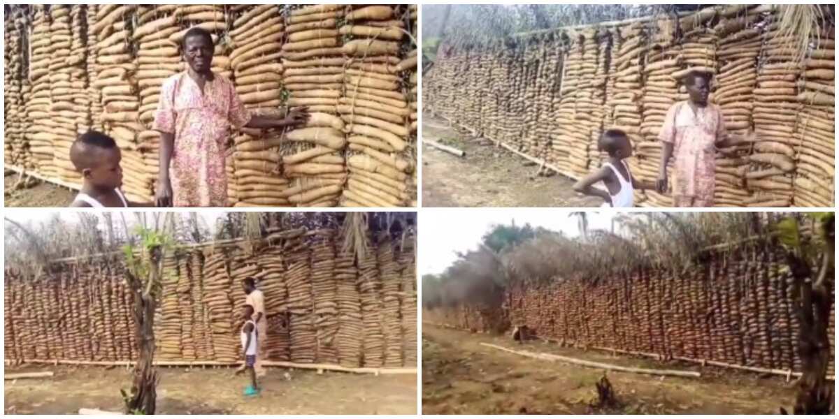 Nigerian man married to 7 wives shows off huge lengthy yam barns, video stuns the internet, many react