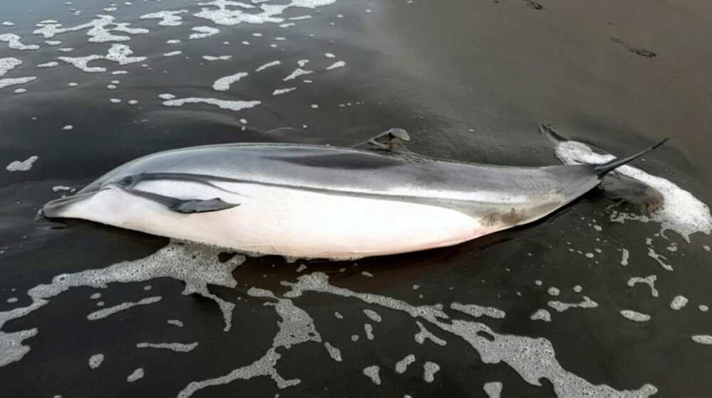 A handout picture released by Guatemala's National Council for Protected Areas on June 23 shows a dead dolphin recently found on the country's Pacific coast A handout picture released by Guatemala's National Council for Protected Areas on June 23 shows a dead dolphin recently found on the country's Pacific coast