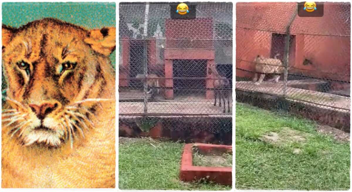 Video: See what a goat did to a lion inside a Nigerian zoo, you will be shocked