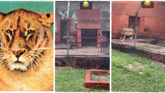 "The real GOAT": Hungry lion refuses to kill and eat goat in Benin zoo, picks race & runs away fearfully