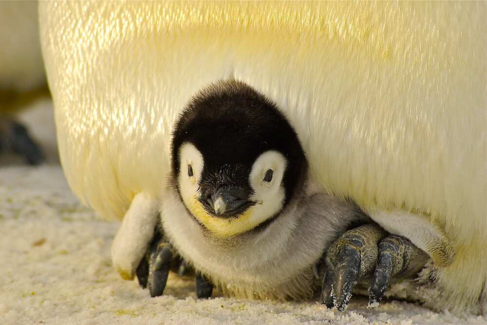 Unique facts about penguins