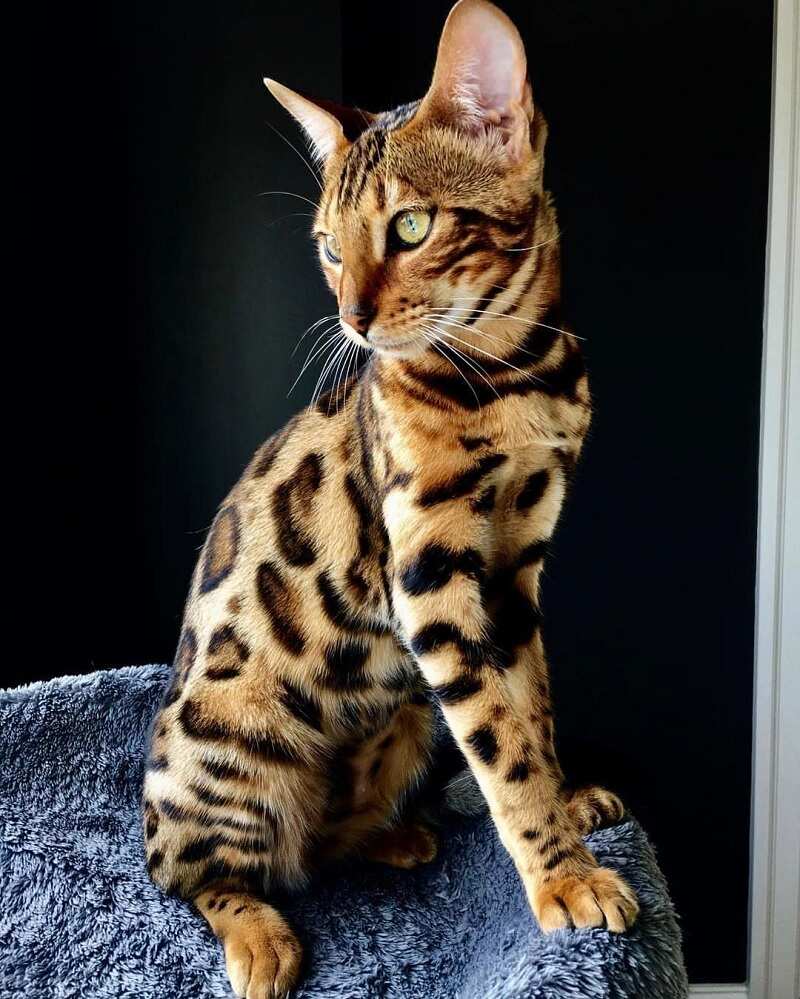 What is the most expensive cat breed in the world? Legit.ng