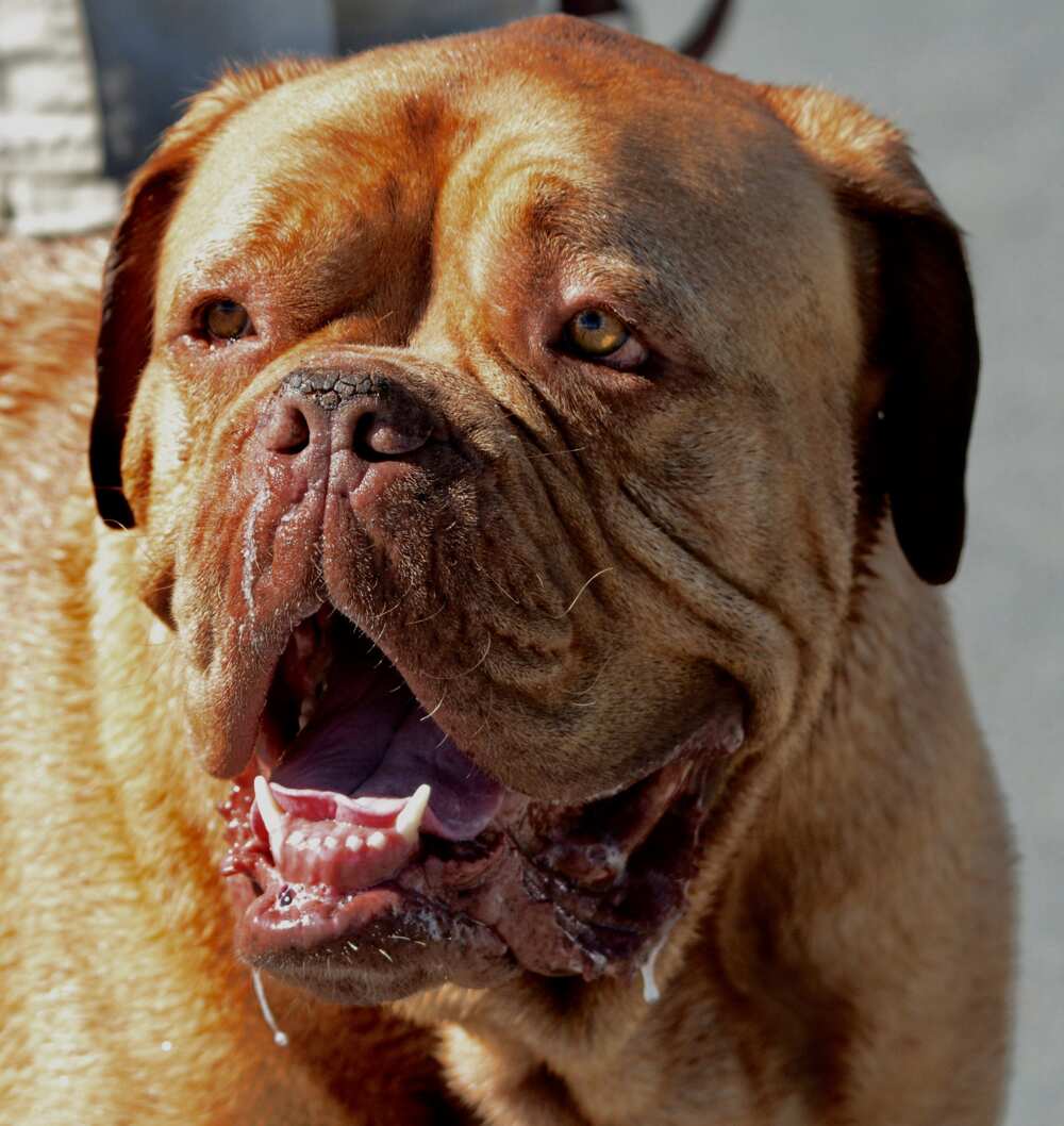 French Mastiff