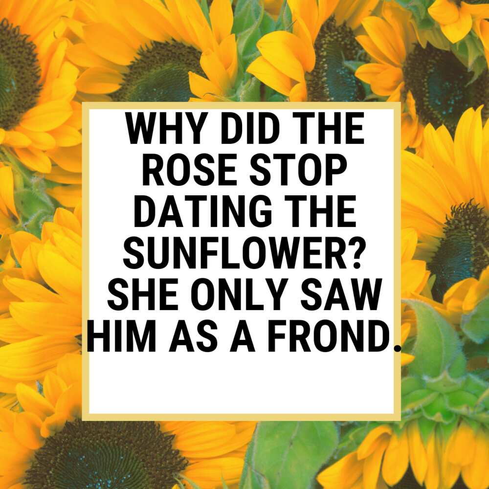 sunflower puns sunflower puns