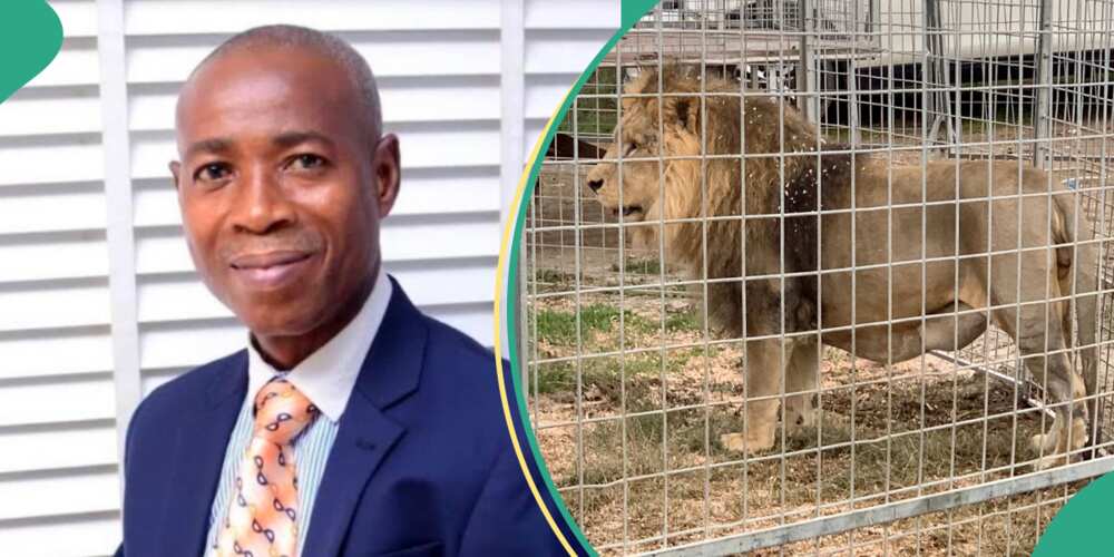 Hunters kill lion responsible for OAU zookeeper's death