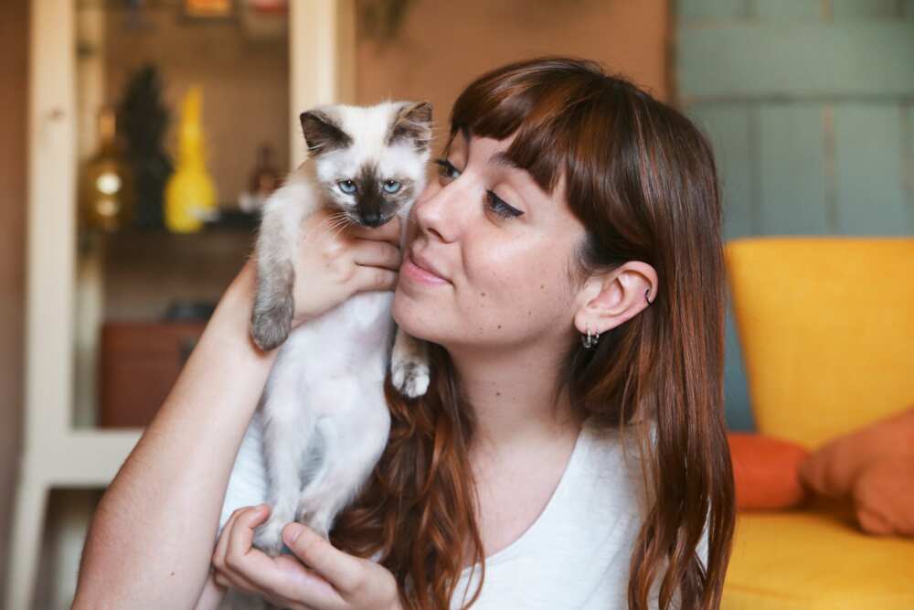 age d'un chat en humain age d'un chat en humain