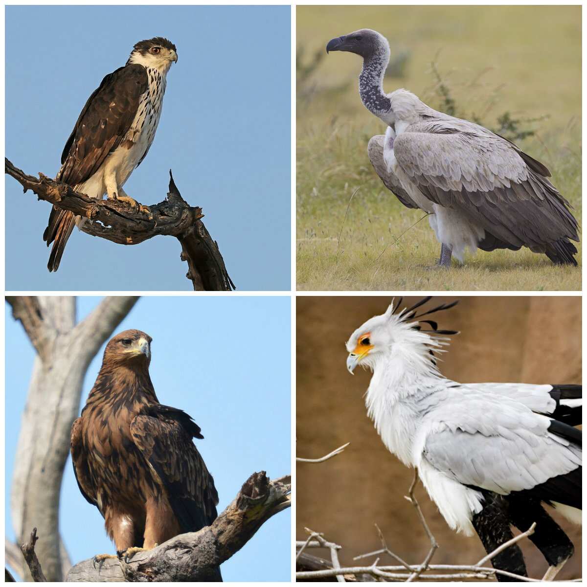 different-types-of-birds-in-nigeria-legit-ng