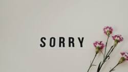 100+ heart touching sorry messages for a boyfriend: Best apology messages