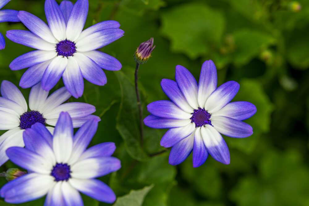 Delicate small flowers of cineraria plant growing in a garden