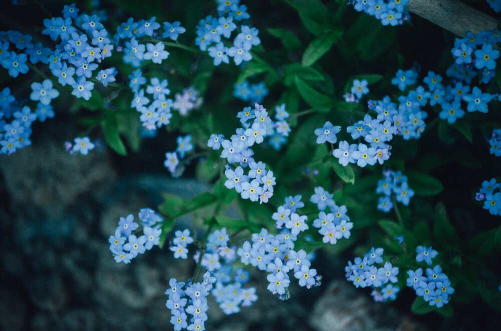 Forget-me-not means true love