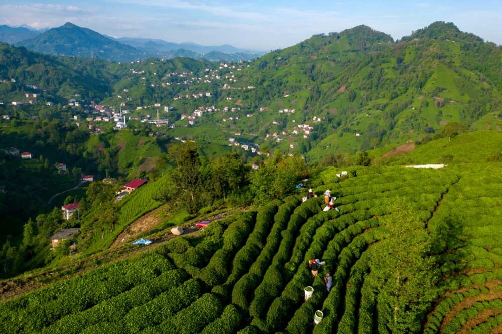 Deaths and accidents have sent fear through the deep green mountainsides where all farmable land is given over to tea