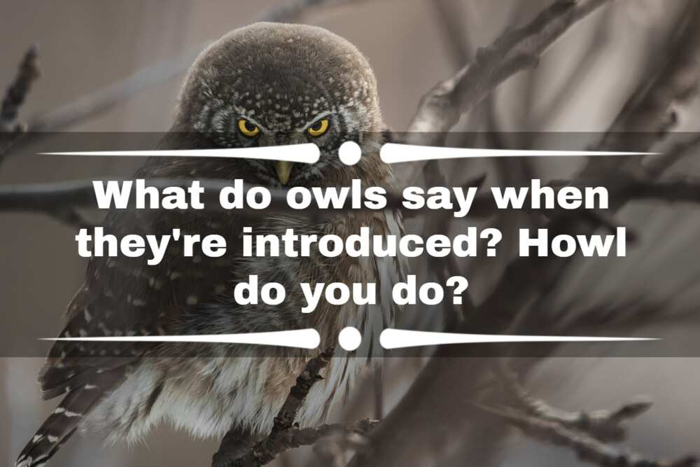 funny owl puns