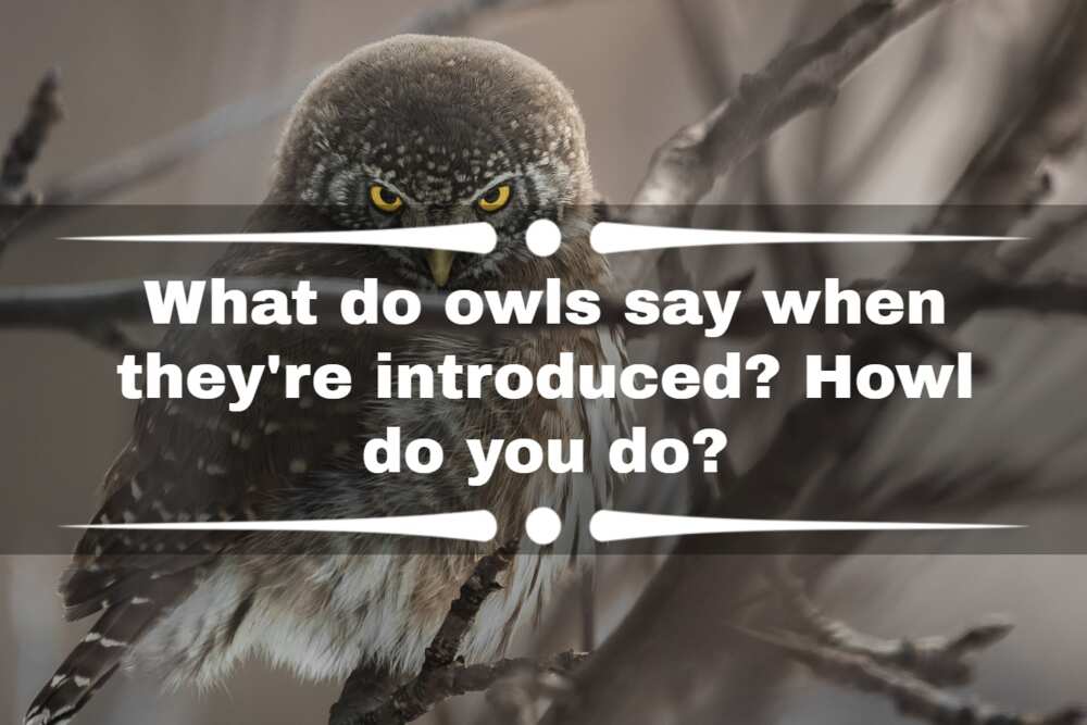 funny owl puns funny owl puns