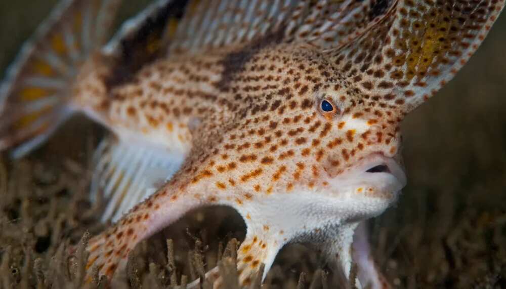 Les Poissons les plus moches du monde : attention les yeux Les Poissons les plus moches du monde : attention les yeux