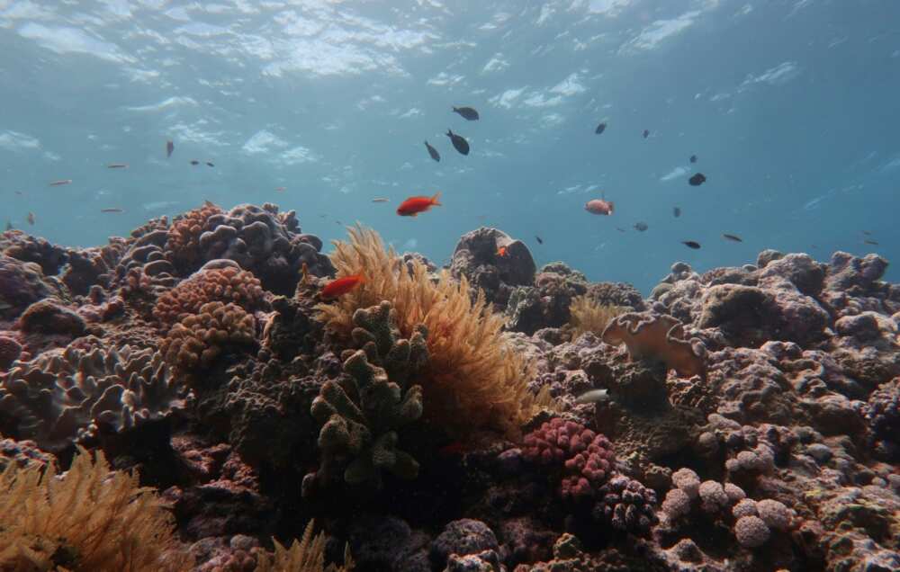 The 30 x 30 plan would see 30 percent of Earth's land and oceans become protected zones by 2030 The 30 x 30 plan would see 30 percent of Earth's land and oceans become protected zones by 2030