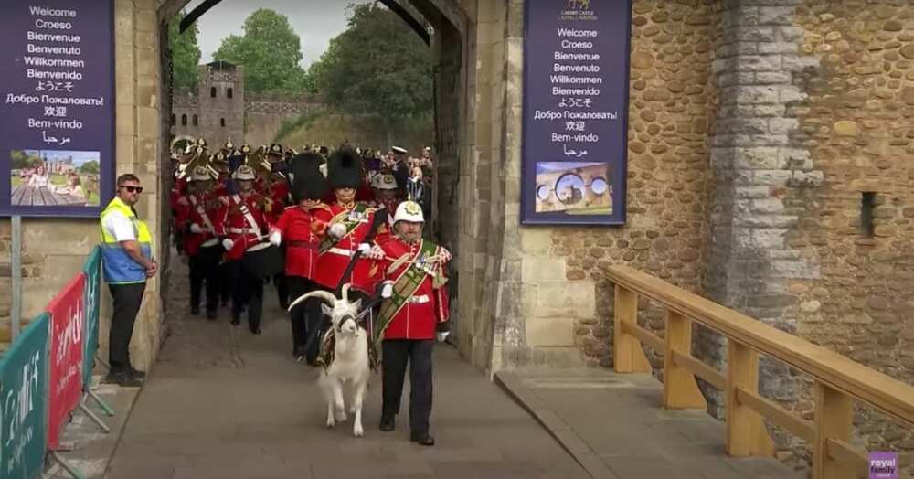 Lance Corporal Shenkin IV/Prince Charles/King of England Lance Corporal Shenkin IV/Prince Charles/King of England