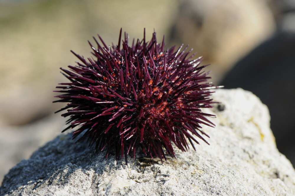 Red sea urchin