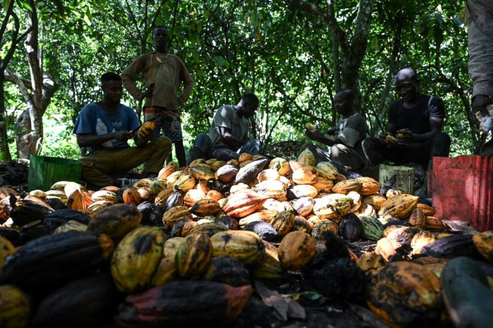 Ivory Coast and Ghana together account for 60 percent of the world's cocoa but their farmers earn less than six percent of the industry's global revenue