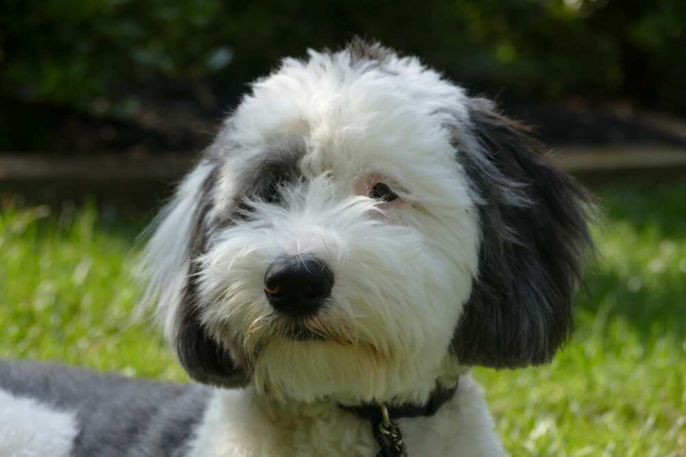 sheepadoodle puppies