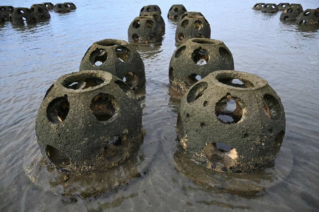 To save California coasts, scientists turn to the humble oyster