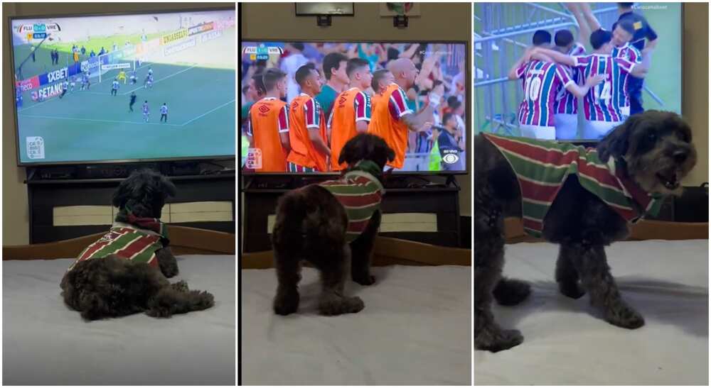 Photos of a dog standing in front of a TV.