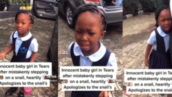 “I am sorry snail”: Innocent girl in tears after mistakenly stepping on a snail, heartily apologizes in video