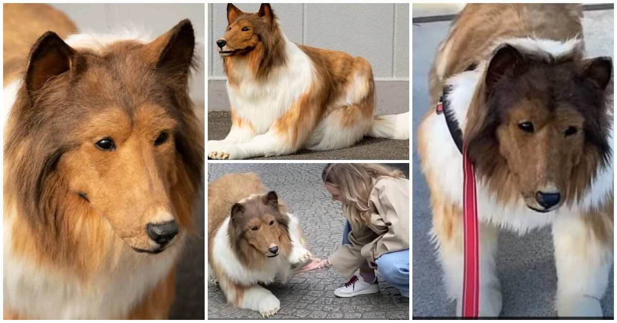Toco the human collie steps out for first ever walk in public