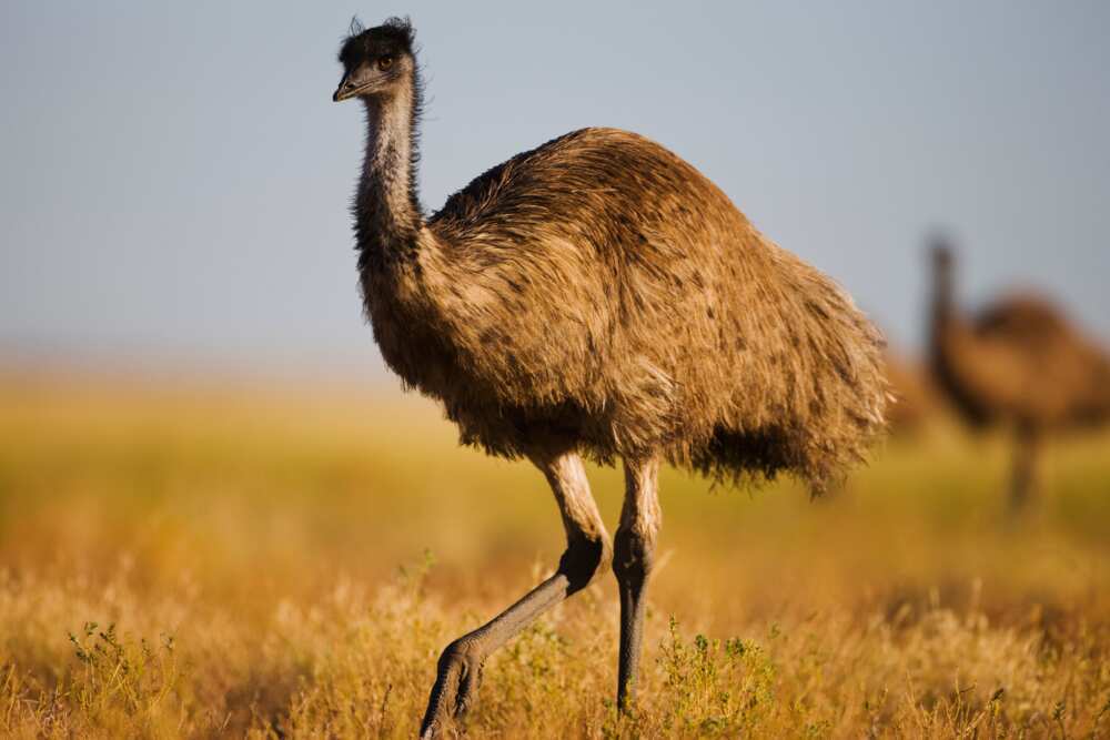 An emu walking through the desert vegetation