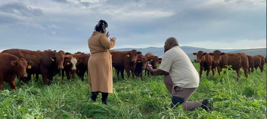 Photos of a man proposing marriage to his girl in front of cows. Photos of a man proposing marriage to his girl in front of cows.