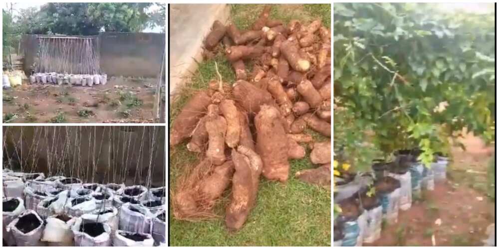 Nigerian woman shows off big yams she harvested from her sack bag farming, says there is no need for farmland