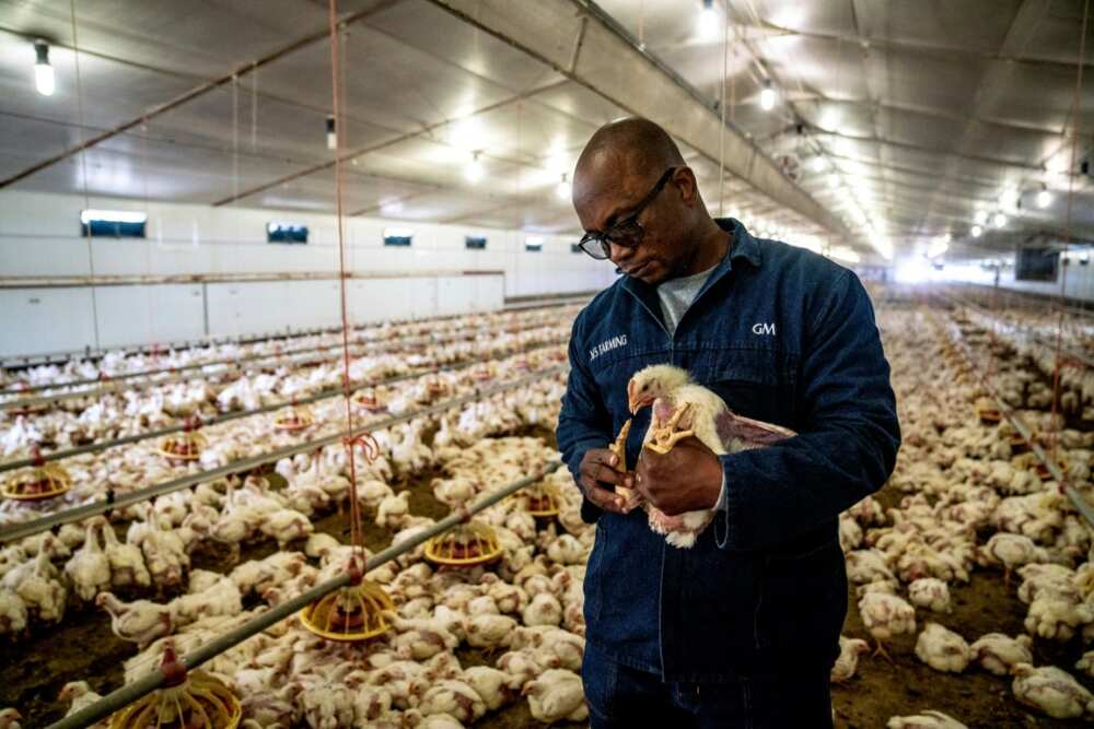 Farm manager Gary Mbundire says thousands of his chickens died in January when ventilation failed at the height of summer Farm manager Gary Mbundire says thousands of his chickens died in January when ventilation failed at the height of summer
