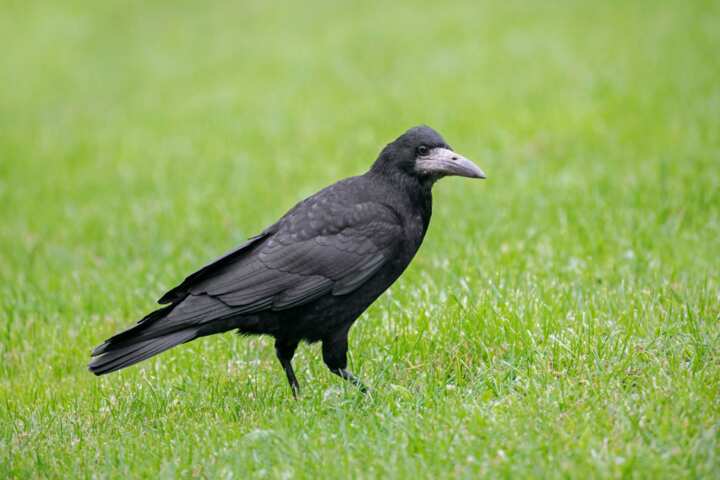 Smartest bird: top 10 most intelligent species in the world - Legit.ng