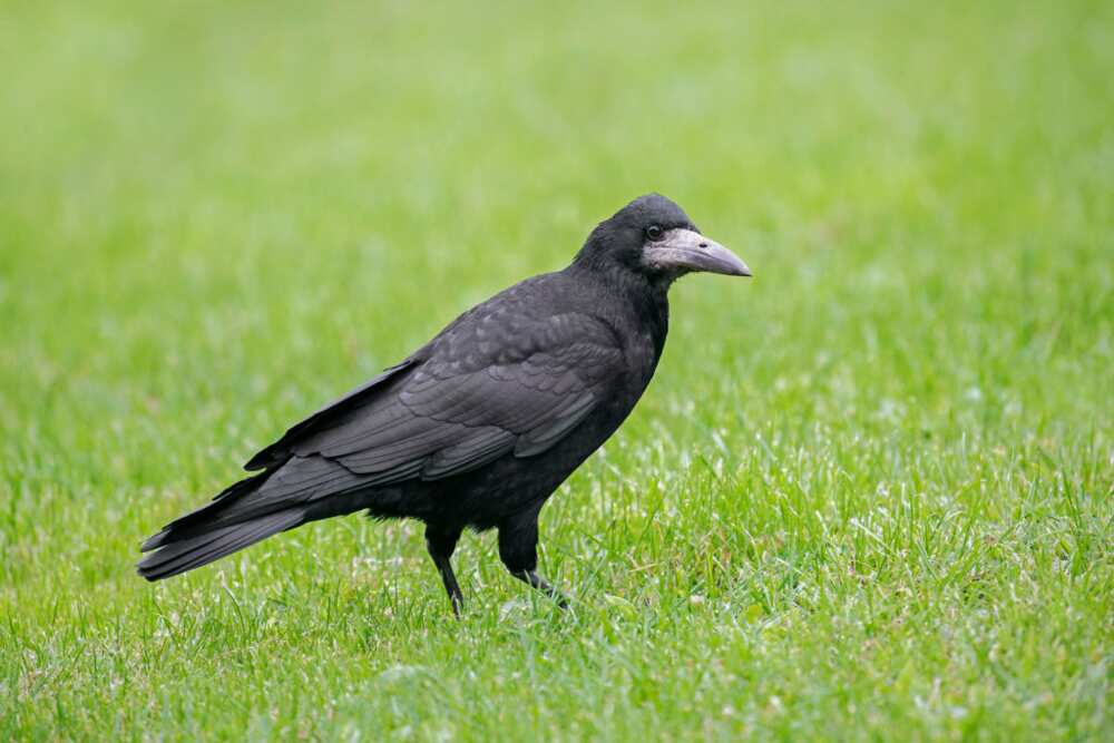 smartest bird in the world smartest bird in the world