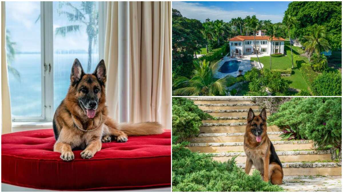 Dog becomes billionaire after inheriting N205.4bn, plans to sell its house for N13m