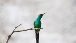 Le Colibri Abeille est-il bien le plus petit oiseau du monde ?